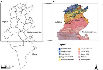 Screening and Analysis of Anaplasma marginale Tunisian Isolates Reveal the Diversity of lipA Phylogeographic Marker and the Conservation of OmpA Protein Vaccine Candidate